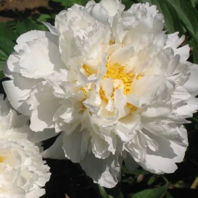 Пион БОУЛ ОФ КРИМ травянистый в Томске