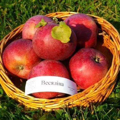 Яблоня ВЕСЯЛИНА в Томске