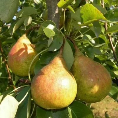 Груша ЛАДА в Томске