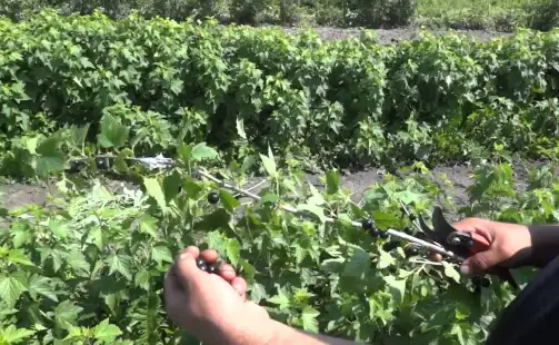 Превью видео