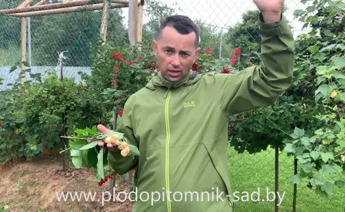 Превью видео