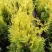 Туя ГОЛДЕН БРАБАНТ западная в Томске