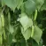 Береза бородавчатая в Томске