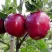 Яблоня РЕД ДЕЛИШЕС в Томске