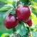 Яблоня РЕД ДЕЛИШЕС в Томске