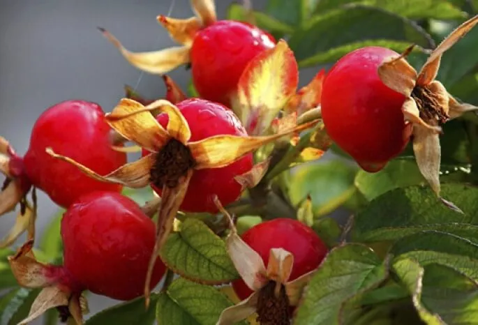 Шиповник  Шиповник