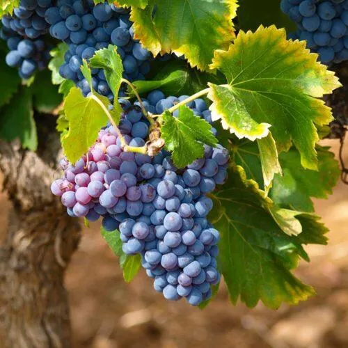 Виноград ЗИЛГА  Виноград ЗИЛГА в Томске