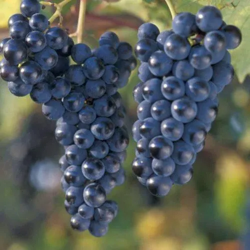 Виноград МАРКЕТТ  Виноград МАРКЕТТ в Томске