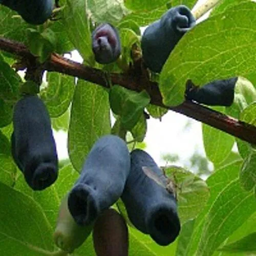 Жимолость съедобная НАРЫМСКАЯ  Жимолость съедобная НАРЫМСКАЯ в Томске