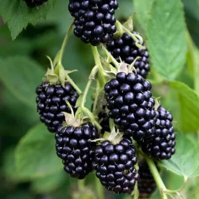 Ремонтантная  Ремонтантная в Томске