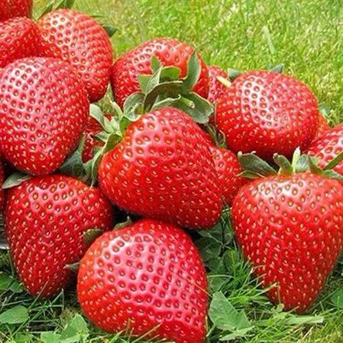 Клубника ЭЛИАНЕ  Клубника ЭЛИАНЕ в Томске