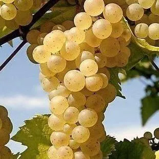 Неукрывные сорта   Неукрывные сорта  в Томске