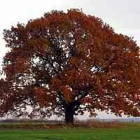 Дуб скальный  Дуб скальный в Томске