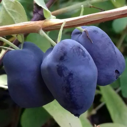 Жимолость съедобная БОРЕАЛ БЬЮТИ (СЕВЕРНАЯ КРАСАВИЦА)  Жимолость съедобная БОРЕАЛ БЬЮТИ (СЕВЕРНАЯ КРАСАВИЦА) в Томске