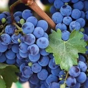 Винный   Винный  в Томске