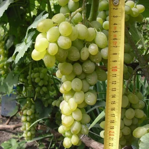 Виноград АНАНАСНЫЙ РАННИЙ  Виноград АНАНАСНЫЙ РАННИЙ в Томске