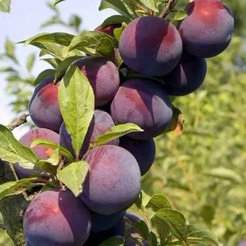 Поздняя  Поздняя в Томске