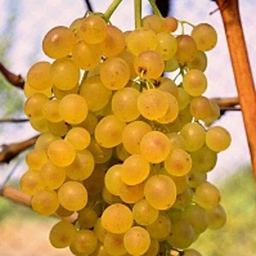 Виноград КИШМИШ КОКТЕЙЛЬ  Виноград КИШМИШ КОКТЕЙЛЬ в Томске