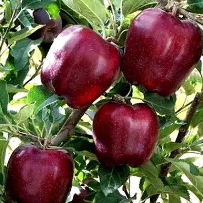 Яблоня РЕД ЧИФ в Томске