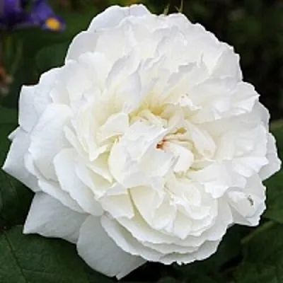 Саженцы роз ВИНЧЕСТЕР КАФЕДРАЛ английская  Саженцы роз ВИНЧЕСТЕР КАФЕДРАЛ английская в Томске