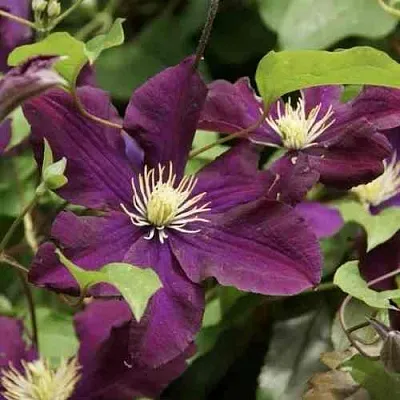 Клематис ГЕРОИ ВАРШАВЫ  Клематис ГЕРОИ ВАРШАВЫ в Томске