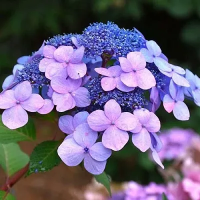 Гортензия ЭНДЛЕСС САММЕР ТВИСТ ЭНД ШАУТ крупнолистная в Томске