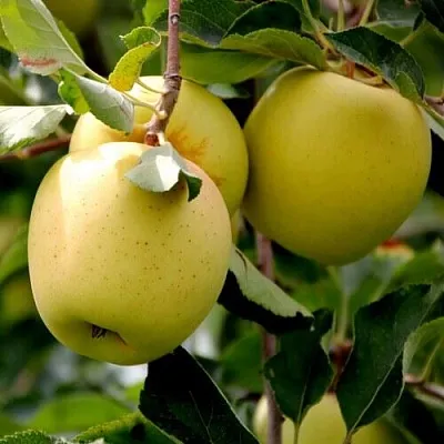 Яблоня ГОЛДЕН ВЛАДИМИРСКИЙ  Яблоня ГОЛДЕН ВЛАДИМИРСКИЙ в Томске
