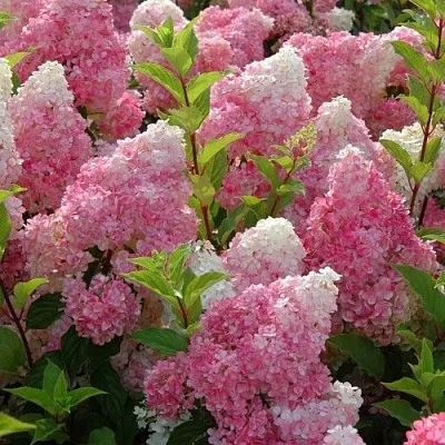 Гортензия МЕЛЬБА ФРАЙЗ метельчатая в Томске