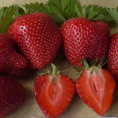 Клубника САНДРА  Клубника САНДРА в Томске