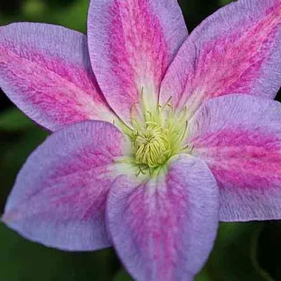 Клематис ЧЕЙНДЖ ОФ ХАРТ  Клематис ЧЕЙНДЖ ОФ ХАРТ в Томске