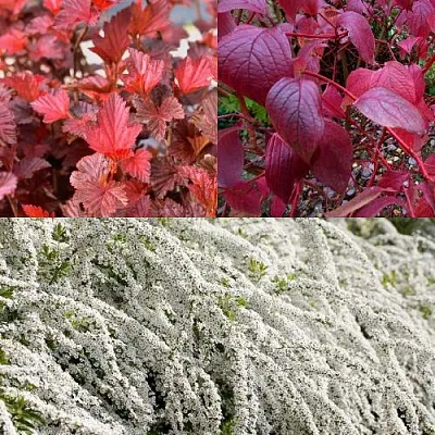 Комплект ЖИВАЯ ИЗГОРОДЬ в Томске