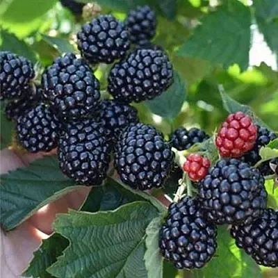 Ежевика ПОЛАР бесшипная  Ежевика ПОЛАР бесшипная в Томске