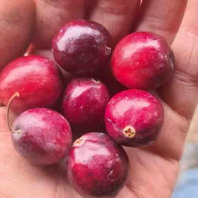 Клюква БАИН 6  Клюква БАИН 6 в Томске