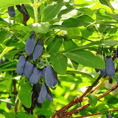 Жимолость съедобная ЛЕБЁДУШКА  Жимолость съедобная ЛЕБЁДУШКА в Томске