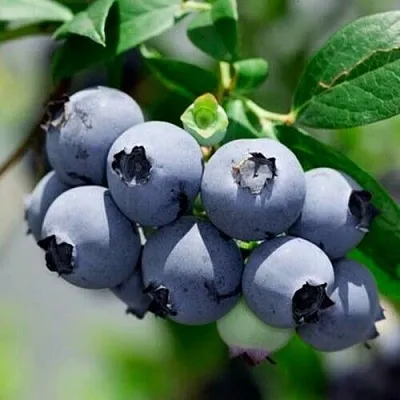 Голубика СИЕРРА  Голубика СИЕРРА в Томске