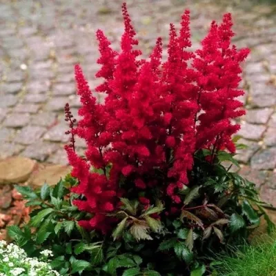 Астильба ГЛАТ Арендса — описание сорта Астильба ГЛАТ Арендса в Томске