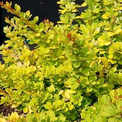 Барбарис СЕНСЕЙШЕН тунберга  Барбарис СЕНСЕЙШЕН тунберга в Томске