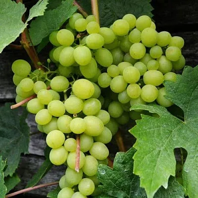 Виноград АЛЕШЕНЬКИН в Томске