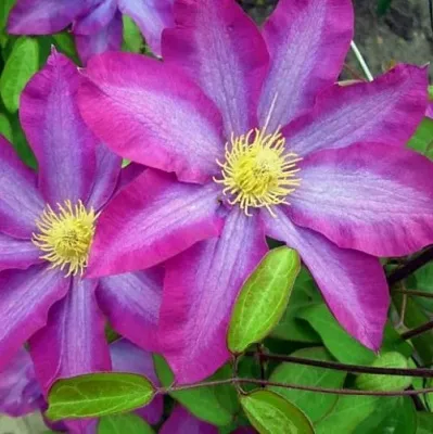 Клематис КАКИО  Клематис КАКИО в Томске