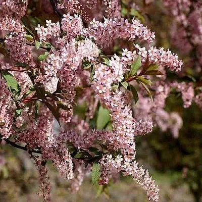 Черемуха НЕЖНОСТЬ  Черемуха НЕЖНОСТЬ в Томске