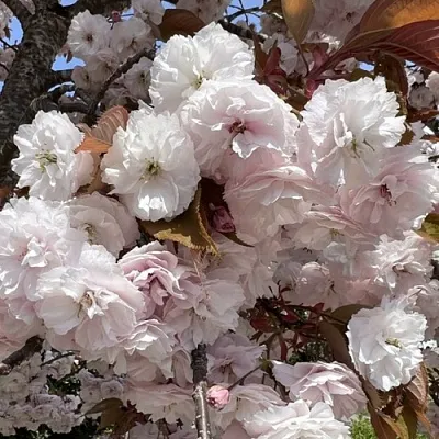 Сакура ШИРОФУГЕН в Томске