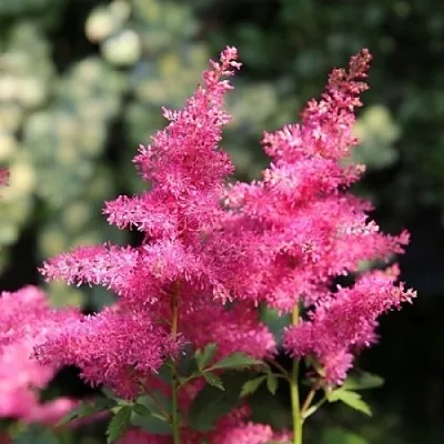 Астильба САННИ ДЕЙ гибридная в Томске