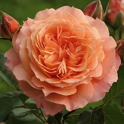 Саженцы роз БЕЛЬВЕДЕР шраб  Саженцы роз БЕЛЬВЕДЕР шраб в Томске