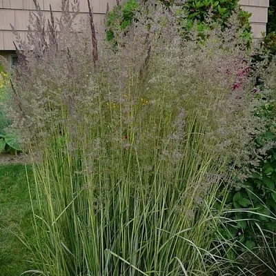 Вейник АВАЛАНШ остроцветковый в Томске