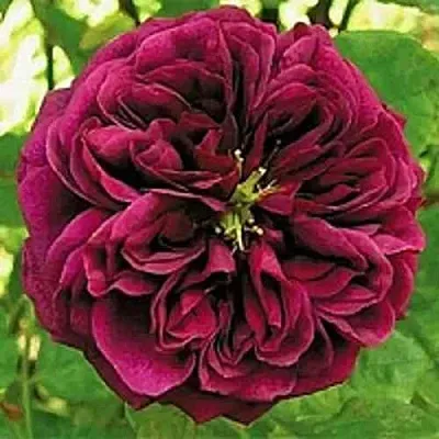 Саженцы роз ЗЕ ПРИНЦ английская  Саженцы роз ЗЕ ПРИНЦ английская в Томске