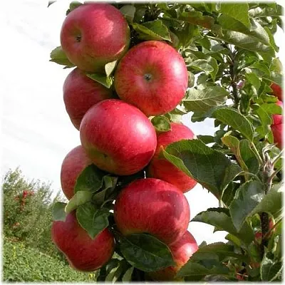 Яблоня ОСТАНКИНО колонновидная  Яблоня ОСТАНКИНО колонновидная в Томске