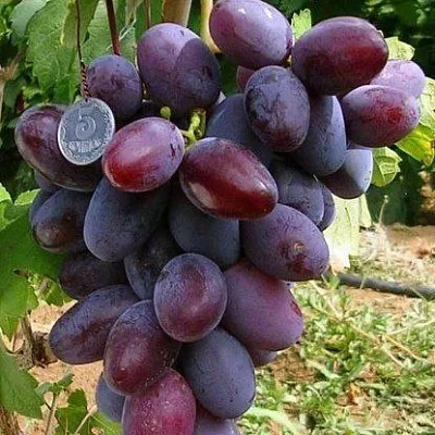 Средние сорта  Средние сорта в Томске