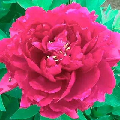 Пион ОСТРОВНОЙ МИНИСТР древовидный  Пион ОСТРОВНОЙ МИНИСТР древовидный в Томске