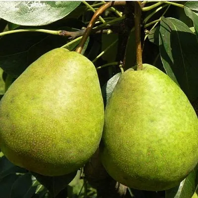 Груша ЛАГОДНАЯ в Томске