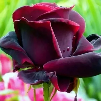 Саженцы роз ЧЕРНЫЙ ПРИНЦ чайно-гибридная в Томске